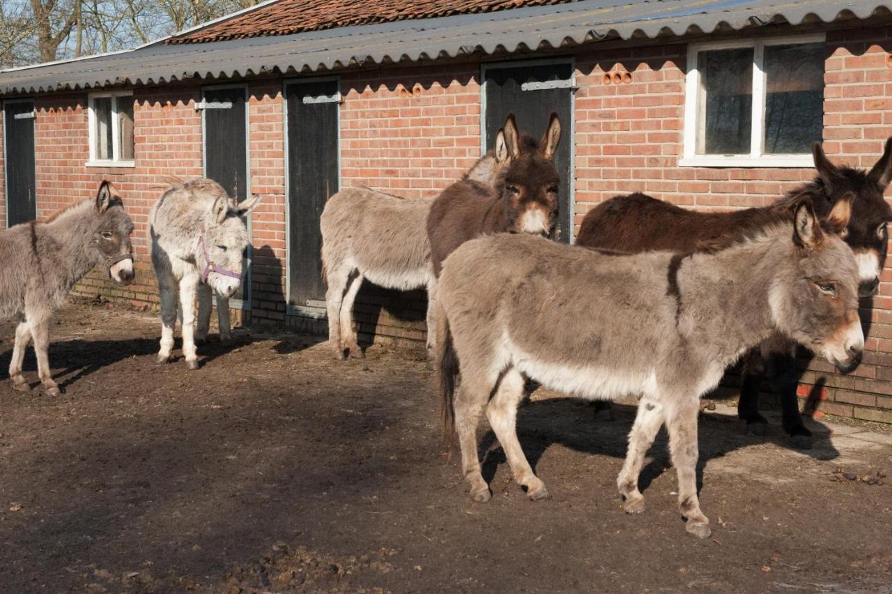 B&B de Balkende Ezel Winterswijk Dış mekan fotoğraf